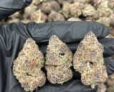 Trop Cherry Sativa strain