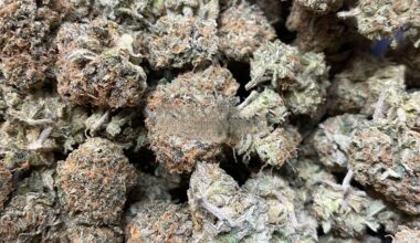 Close-up of Pinkman Goo cannabis buds with purple hues, orange hairs, and glistening trichomes