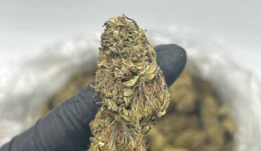Close-up of Wedding Cake cannabis strain showing dense, frosty buds with hints of purple and orange hairs