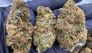 Close-up image of LA Kush Cake cannabis buds showing frosty trichomes and dense purple-green nuggets.