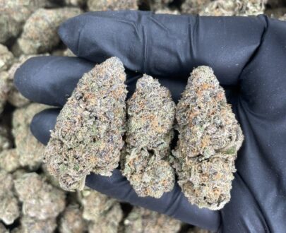 Close-up of Granddaddy Purple cannabis strain with dense purple buds, frosty trichomes, and orange pistils